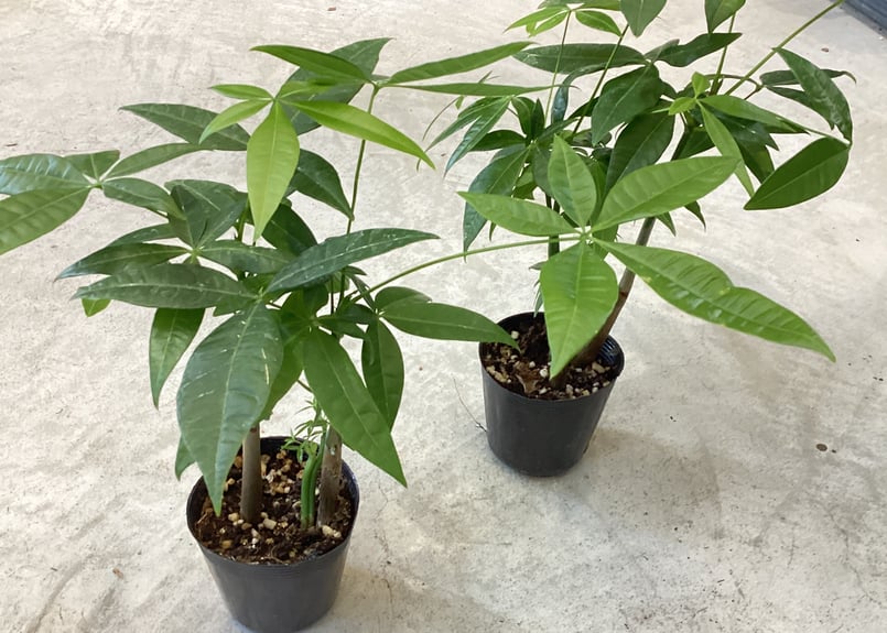 パキラ 実生苗 2.5号 育てる楽しさ 人気の観葉植物 インテリアグリーン