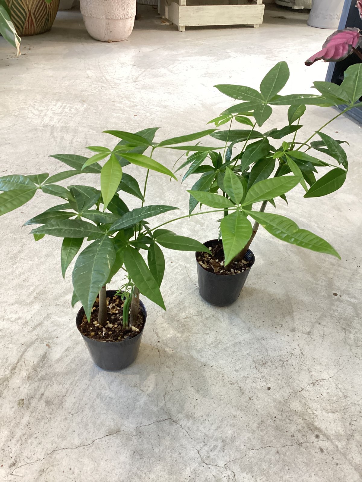 パキラ 実生苗 2.5号 育てる楽しさ 人気の観葉植物 インテリアグリーン