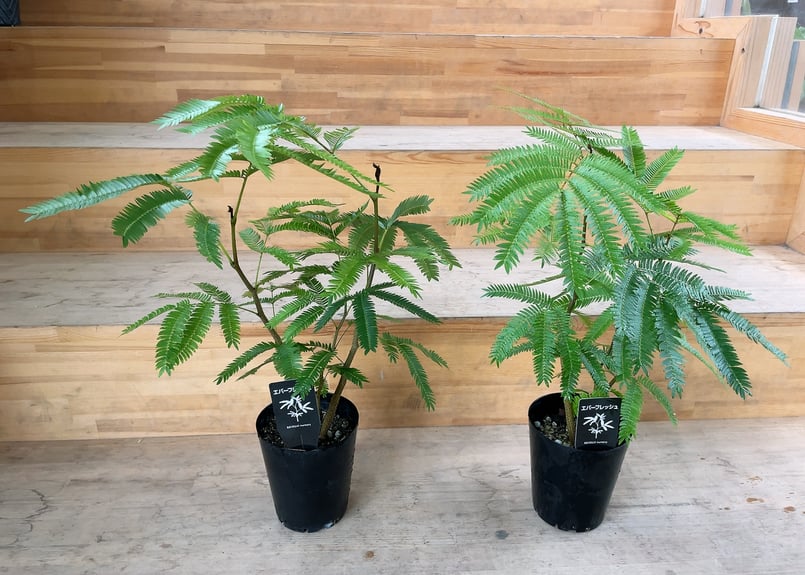 エバーフレッシュ ネムの木 4号 ふわふわ細葉が可愛い 人気の観葉植物