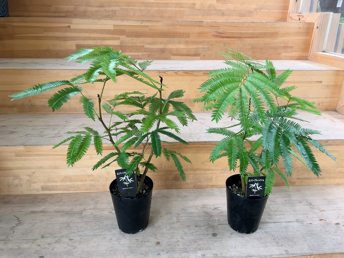 希少♡斑入り♡エバーフレッシュ♡ネムの木♡観葉植物♡インテリア♡ エバーフレッシュ ネムの木 4号 ふわふわ細葉が可愛い 人気の観葉植物