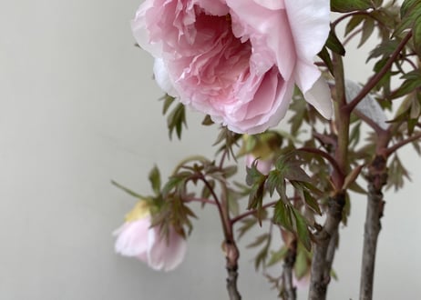 牡丹 八千代川 8号 ピンクのお花 花の王様 艶やかな花姿 万重咲き