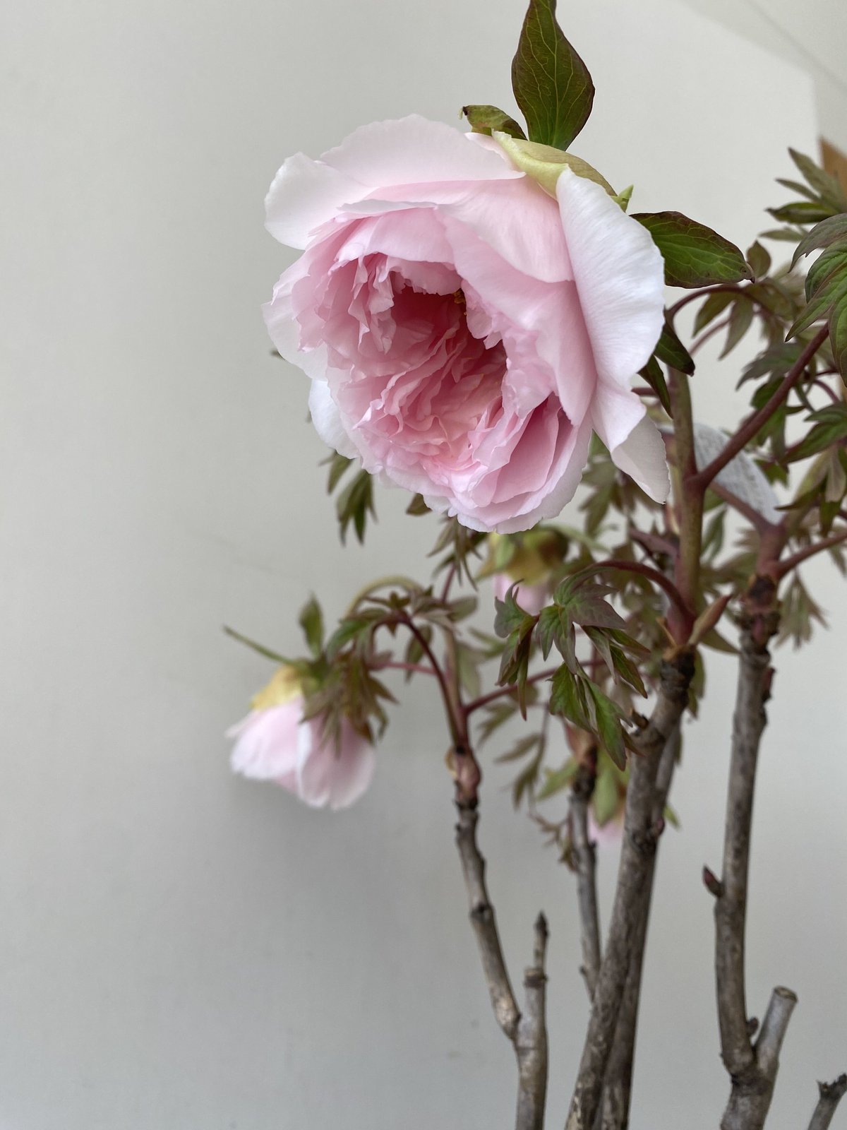 牡丹 八千代川 8号 ピンクのお花 花の王様 艶やかな花姿 万重咲き