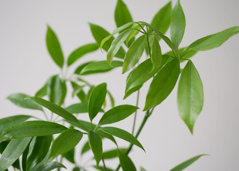 大株　シェフレラ　コンパクタ　7号　吊り鉢 シェフレラ ホンコン アルボリコラ コンパクタ 7号 吊り鉢