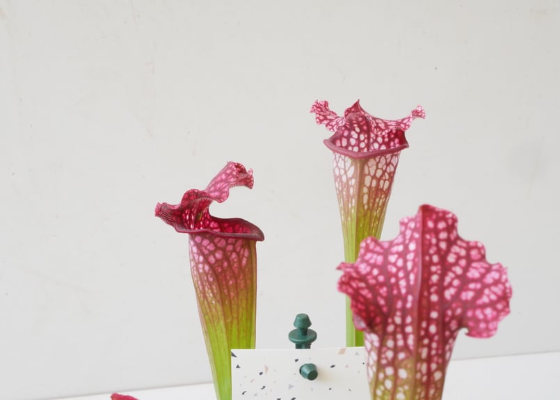 サラセニア 食中植物 4.5号 多年草 鮮やかなカラー | インテリア