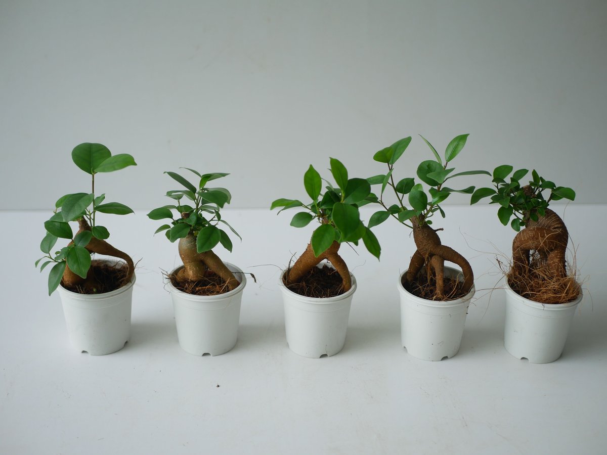 数量限定 ガジュマル 観葉植物 緑 グリーン リーフ サボテン キジムナー 数量限定 ガジュマル 観葉植物 緑 グリーン リーフ サボテン