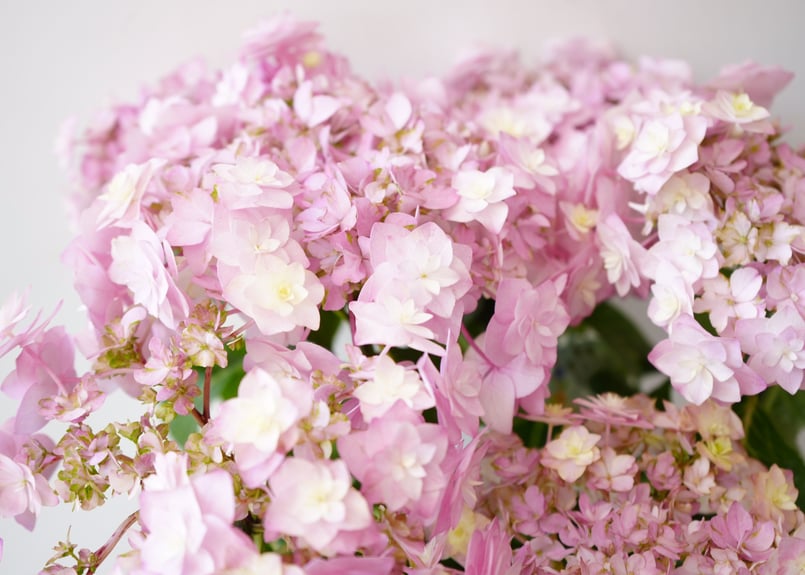 ◆オーダー用◆ ダイカット 大きめの紫陽花 梅雨 紫陽花 最新品種 No.22 | インテリアグリーンとギフトプランツ