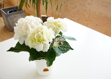 紫陽花 ゼブラホワイト 4号 底面給水 真っ白で純白 美しい花を楽しめる