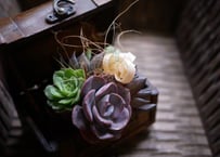 【おまかせコース 3300円】そのまま飾れる多肉ブーケ サキュレントルーティブーケ　Succulent Rooty Bouquet　多肉植物　ブーケ　ギフト　プレゼント