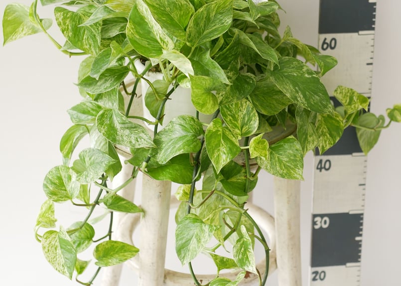 ポトス　マーブル　斑入り　抜き苗　観葉植物。 観葉植物 斑入りポトス マーブルクイーン 抜き苗①｜Yahoo!フリマ（旧