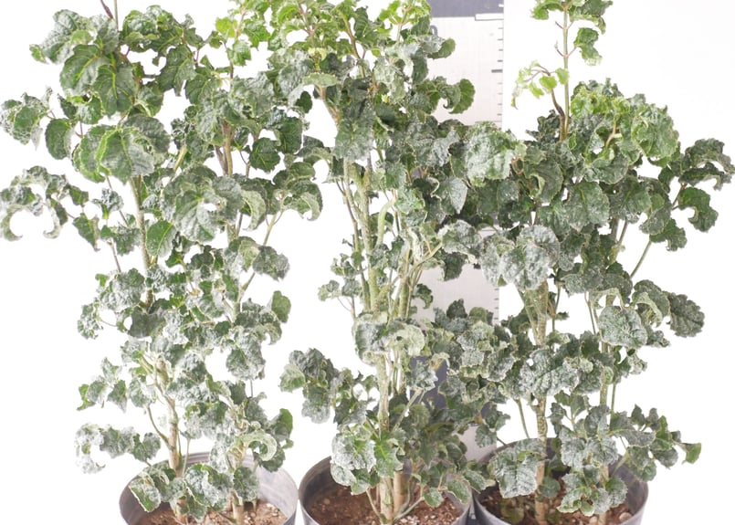 ポリシャス クリスパ 観葉植物 縮れ葉 珍しい レア | インテリア  