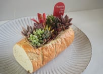 フランスパン(ハーフ)寄せ植え 多肉植物　【多肉植物 寄せ植え スイーツ鉢】フランスパン（ハーフ）アレンジ｜おしゃれカフェ風インテリア｜ギフト・母の日2026 におすすめ
