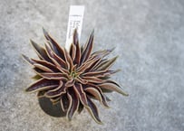 ファンタスティックファウンテン錦　超レア　多肉植物　エケベリア 新根あり ファンタスティックファウンテン錦 超レア 多肉植物 エケベリア 新根