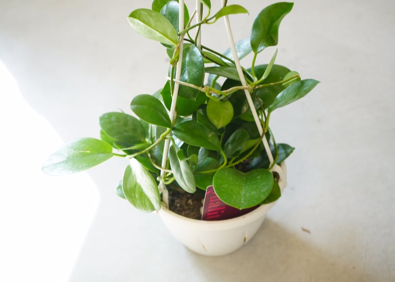 ホヤ　hoya オーストラリス　リサ　5号　吊り鉢 楽天市場】観葉植物 ハイブリッド種 ホヤ オーストラリス リサ 5