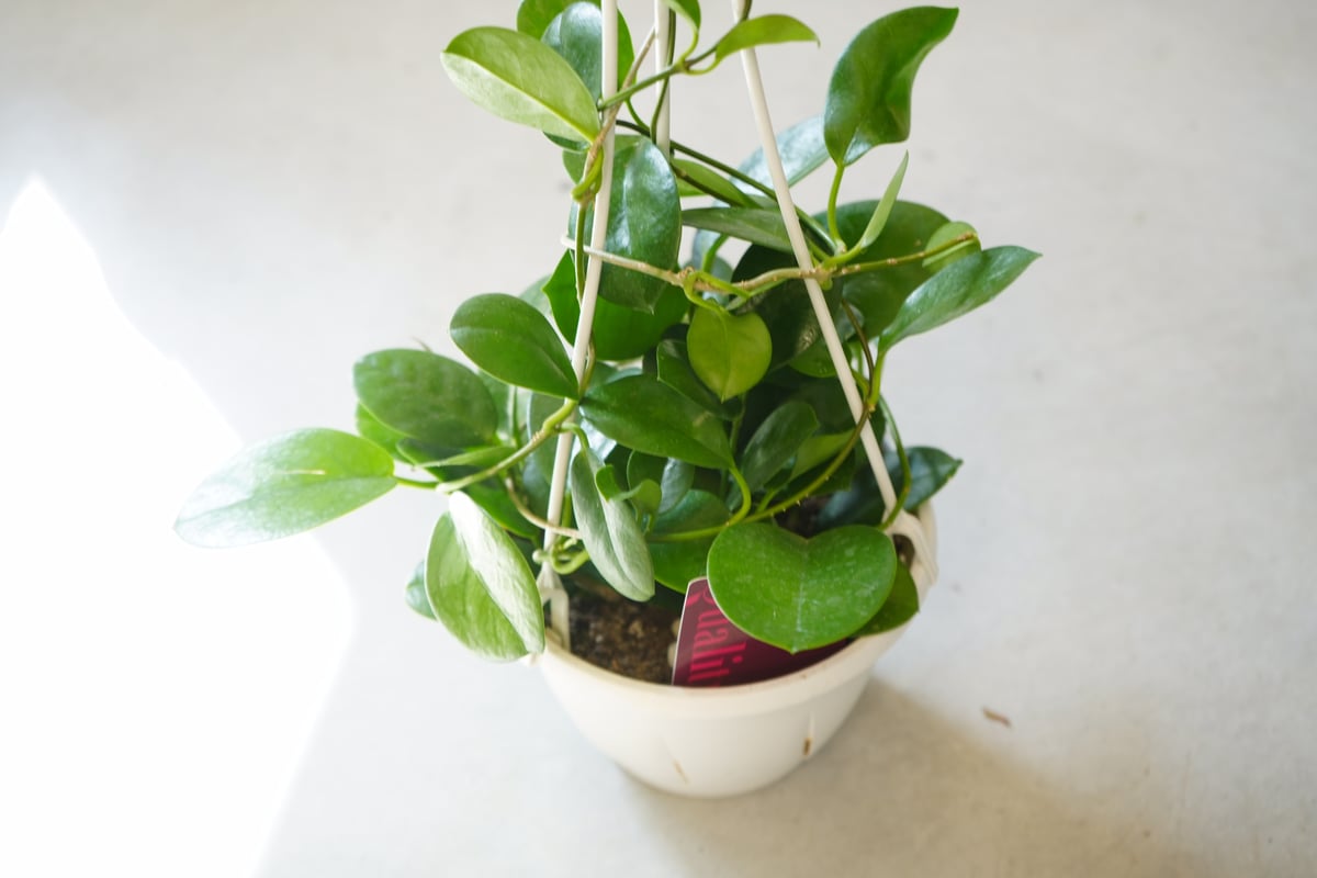 ☘観葉植物☘ ホヤ セルペンス 5号吊り鉢 ②