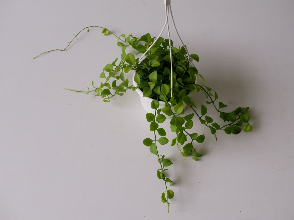 ディスキディア 5号 吊り鉢 着生植物 ハンギング ライムグリーンが ...