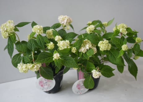 【花なし訳あり・限定４セット】紫陽花４種鉢セット｜地植え｜剪定済み｜希少種あり｜お買い得