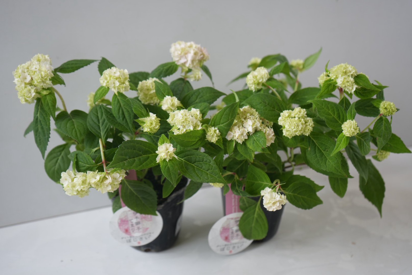 花なし訳あり・限定4セット】紫陽花4種鉢セット｜地植え｜剪定済み