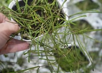 アロカシア スティングレイ Alocasia Stingray | インテリア