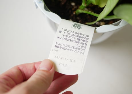 ポトス　テルノハナハナ　テルノシリーズNo4　観葉植物  爽やか