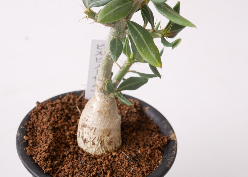 パキポディウム ビスピノーサム | インテリアグリーンとギフトプランツ