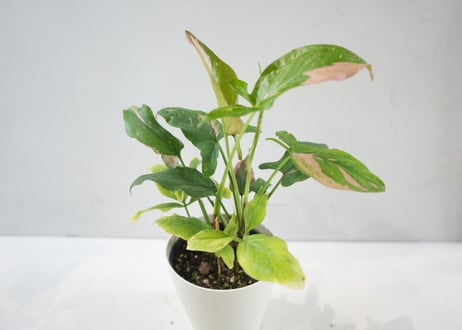 シンゴニウム ピンクスプラッシュ 4号鉢｜希少 観葉植物 ピンクの斑入り インテリアグリーン おしゃれ 室内植物 ギフト｜ﾋﾟﾝｸｽﾌﾟﾗｯｼｭ ｼﾝｺﾞｼﾞｭｰﾑ 4号