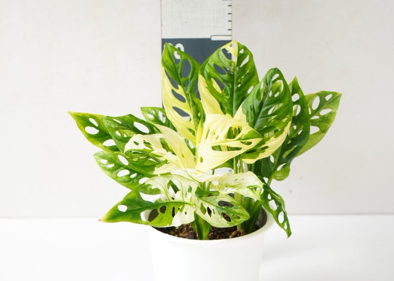 マドカズラ 斑入り(特選5株) マドカズラ 斑入り(特選5株) マドカズラ 斑入り(特選5株)