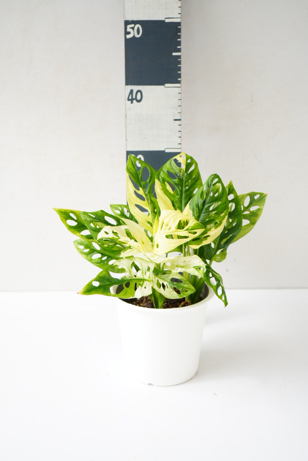 斑入り モンステラ マドカズラ 5号 フルムーン 綺麗な斑入り