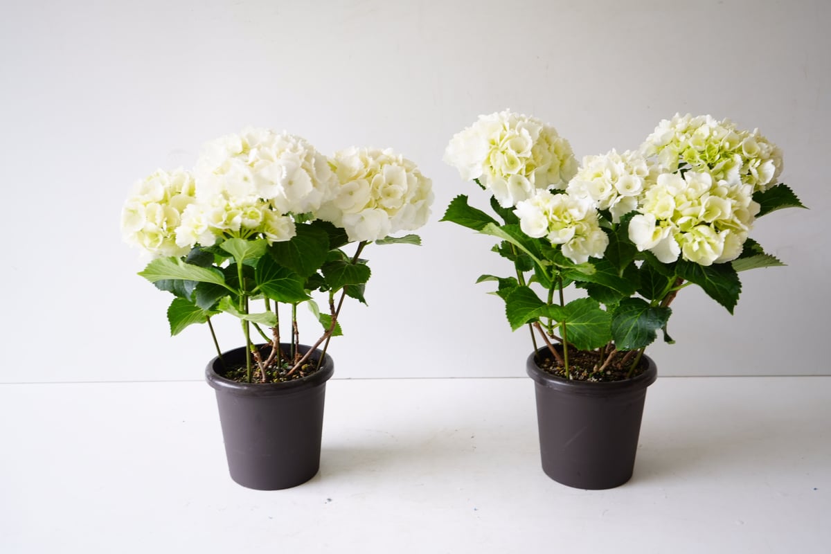 紫陽花 西洋アジサイ シュガーホワイト 5号 フリルで豪華 贈り物 紫陽花 西洋アジサイ シュガーホワイト 5号 フリルで豪華 贈り物