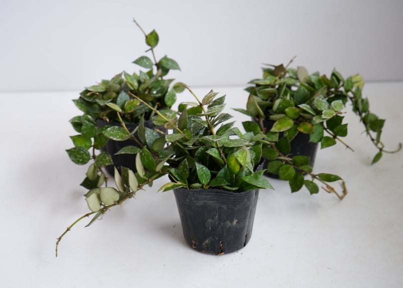 ホヤ クローニアナ スプラッシュ 3.5号 シルバーの斑入り レア