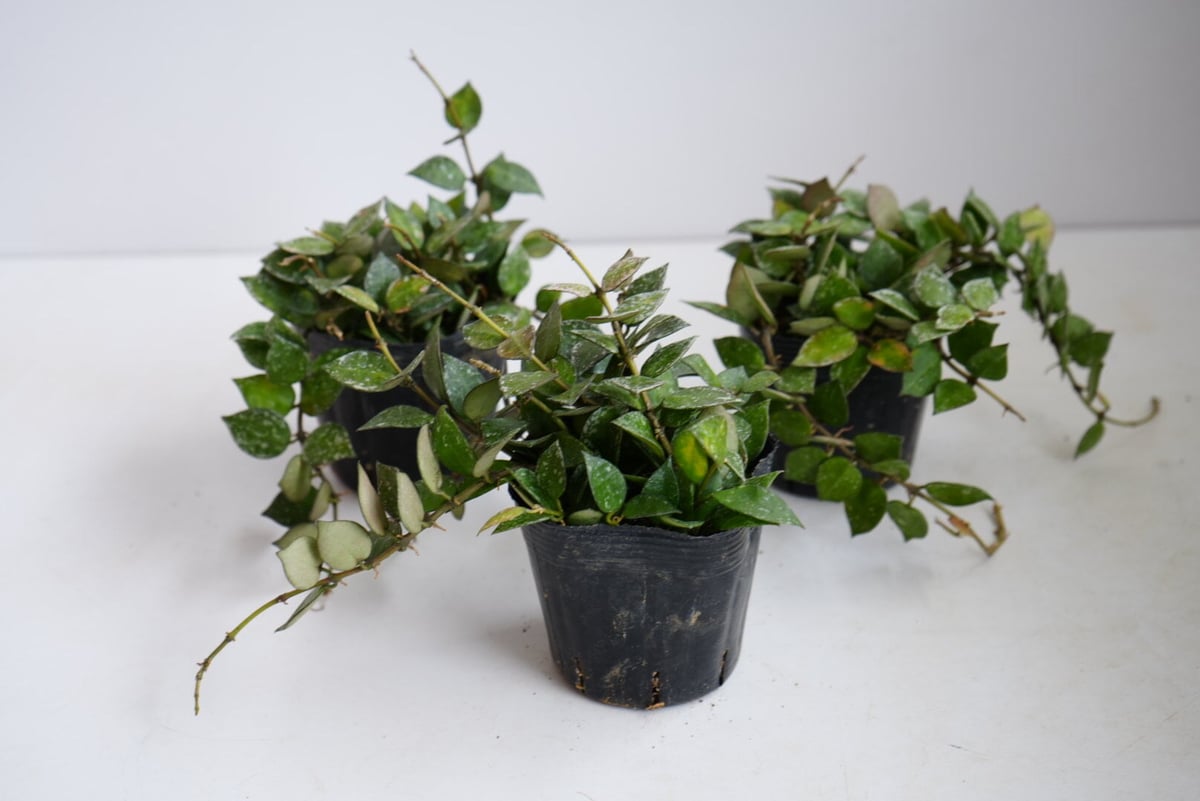 ホヤ クローニアナ スプラッシュ 3.5号 シルバーの斑入り レア