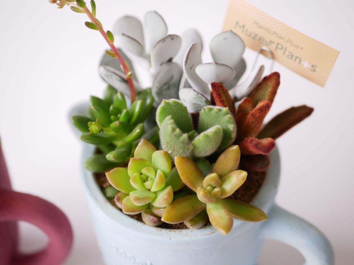 ❤️専用❤️多肉植物❤️そのまま飾れる寄せ植え❤️ 多肉植物 寄せ植えそのまま飾れる 白ポット取って付き おしゃれ