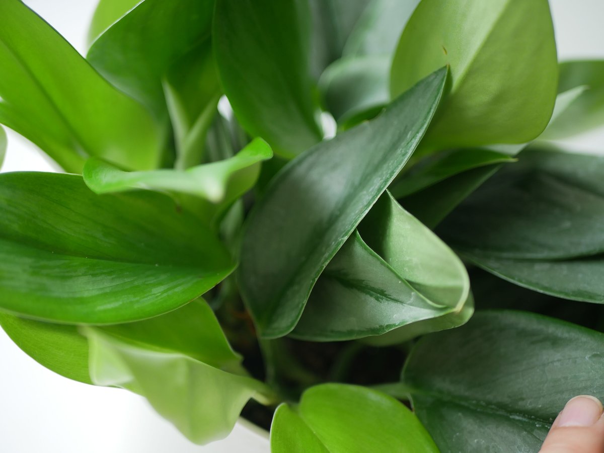 スキンダプサス トレビー ムーンライト 6号 シルバーに輝く