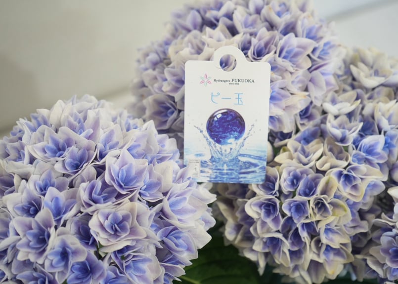 花材セット 紫陽花 Ｎｏ．611 アジサイ 深海の色 9cmポット 加茂 KAMOセレクション ハイドランジア
