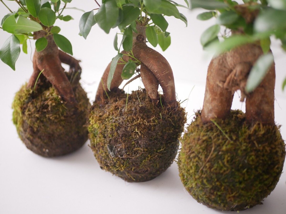 完売しました)ガジュマルの苔玉『個性的な形がとっても人気』 パンダ