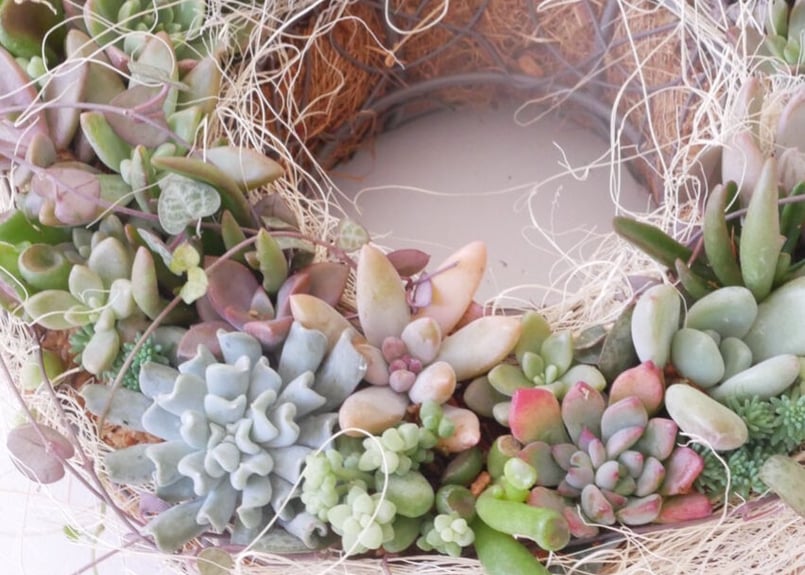 確認用　多肉リース ラッピング込み〗おまかせ 多肉植物リースM 丸型 幸せのリース ギフト