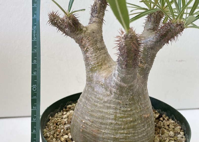 パキポディウム グラキリウス 5号 発根済み | インテリアグリーンと