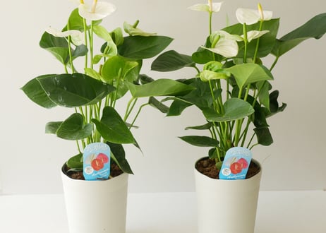 CATEGORY アンスリウム | インテリアグリーンとギフトプランツ