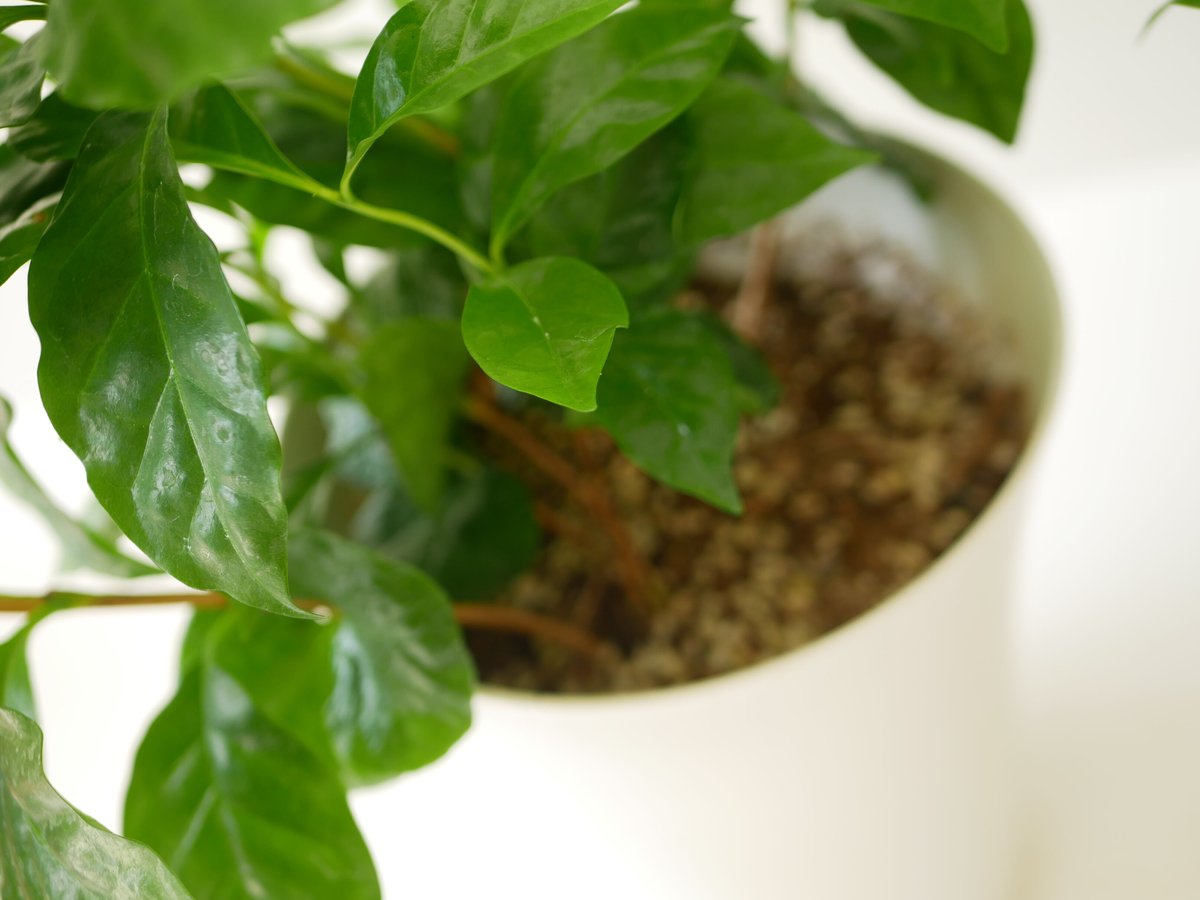コーヒーの木 常緑低木 艶やかな葉がかっこいい 人気の観葉植物