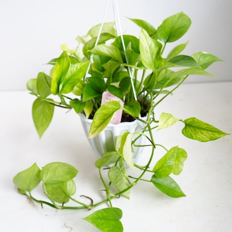 *～INFINITE〜*【現品・希少】　ポトステルノシリーズ６点セット INFINITE〜*【現品・希少】 ポトステルノシリーズ6点セット