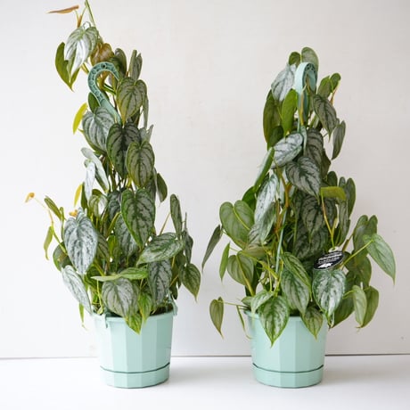 STORES 観葉植物の検索結果