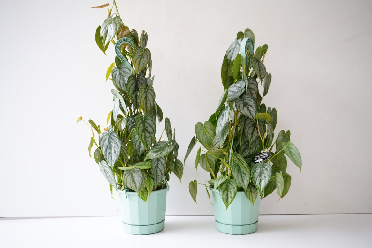 フィロデンドロン オルナツム シロガネカズラ 5号 観葉植物 シルバー葉