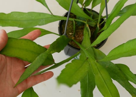 エピフィルム　プミラム　ハンギング　観葉植物　貴重な開花