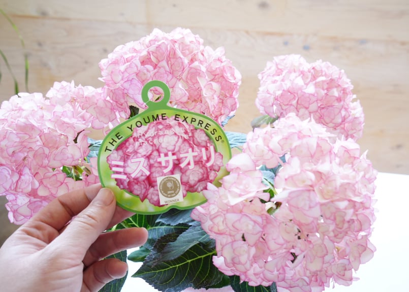 専用です☆黄緑にキラキラ花模様が可愛らしい☆うさみみのだらりの帯 専用です☆黄緑にキラキラ花模様が可愛らしい☆うさみみのだらりの
