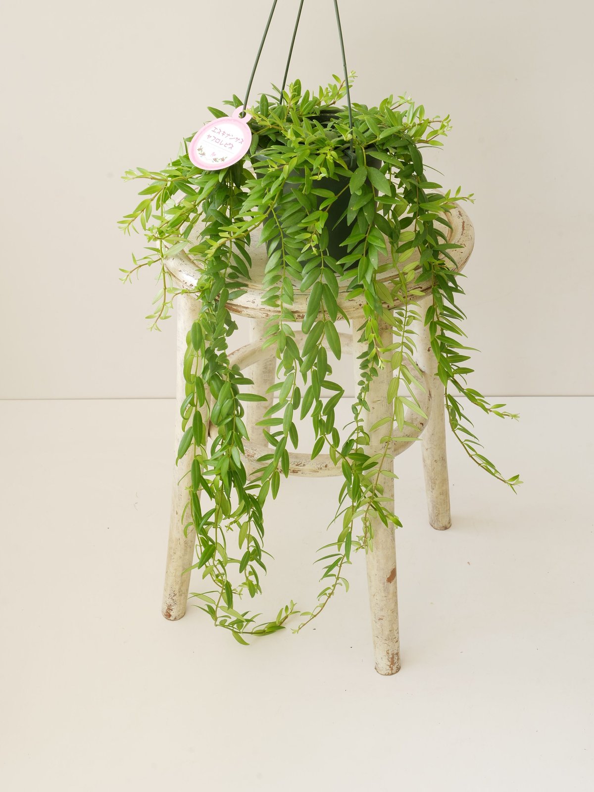 エスキナンサス ヤフロレピス　5号　吊り鉢　観葉植物　622、623 2鉢 Amazon.co.jp: PLANCHU 観葉植物 エスキナンサス ヤフロレピス 5