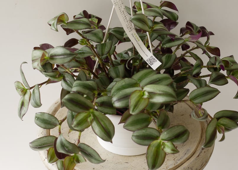 セブリナ✿シマムラサキツユクサ シマムラサキツユクサ？ゼブリナ？の様子がおかしいので、何が