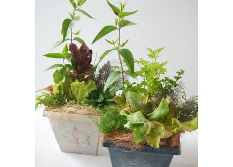 キッチンハーブ＆ミックスリーフの寄せ植え（ラッピング別）｜豪華8種類｜食べられる観葉植物・ハーブ苗・レタスセット｜お祝い・贈り物　【母の日 2026 ・ギフト】摘みたてを食卓へ
