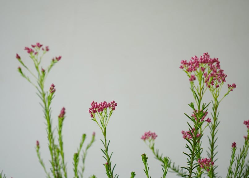 ライスフラワー ロイヤルピンク 2.5号 小さな可愛い花 ピンク ドライ