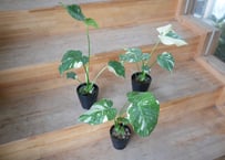 アロカシア スティングレイ Alocasia Stingray | インテリアグリーンと