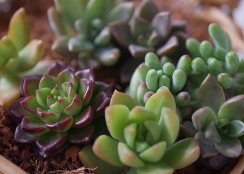 多肉植物 詰め合わせパック 寄せ植え カット苗 | インテリアグリーンと