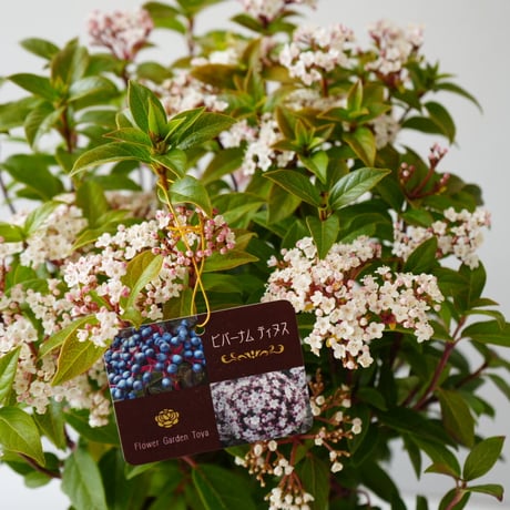 ビバーナム ティヌス ホワイト 5号 鉢植え お花と実が楽しめる 生垣 常緑低木 ドライフラワー